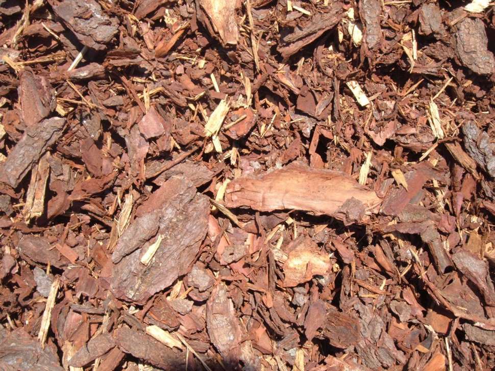 Pine Bark Pine Bark